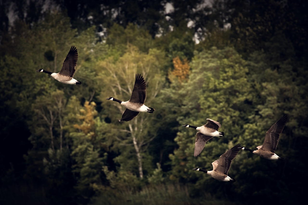 Image - autumn geese golden autumn