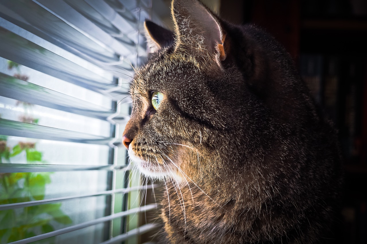 Image - cat animal pet cat s eyes portrait