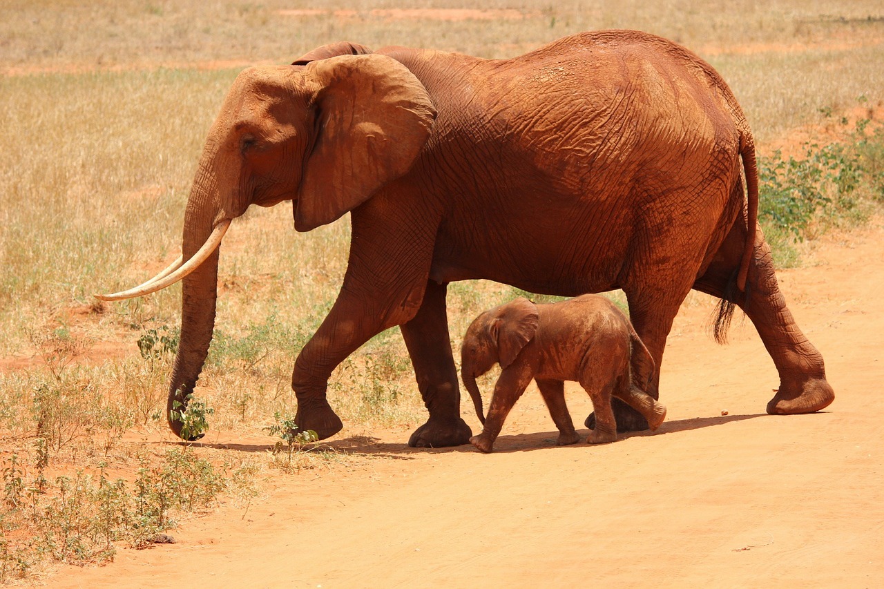 Image - elephant cub tsavo kenya savanna