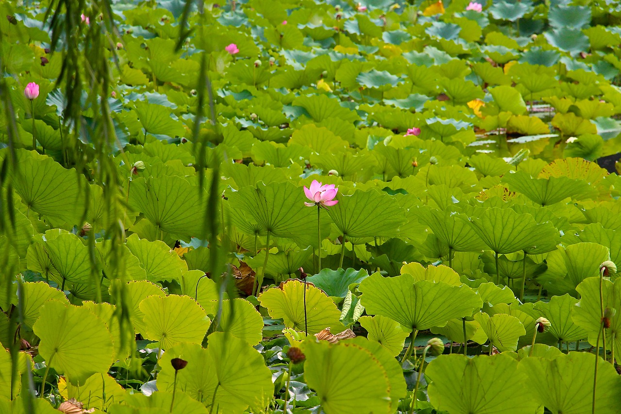 Image - nature lotus summer china park