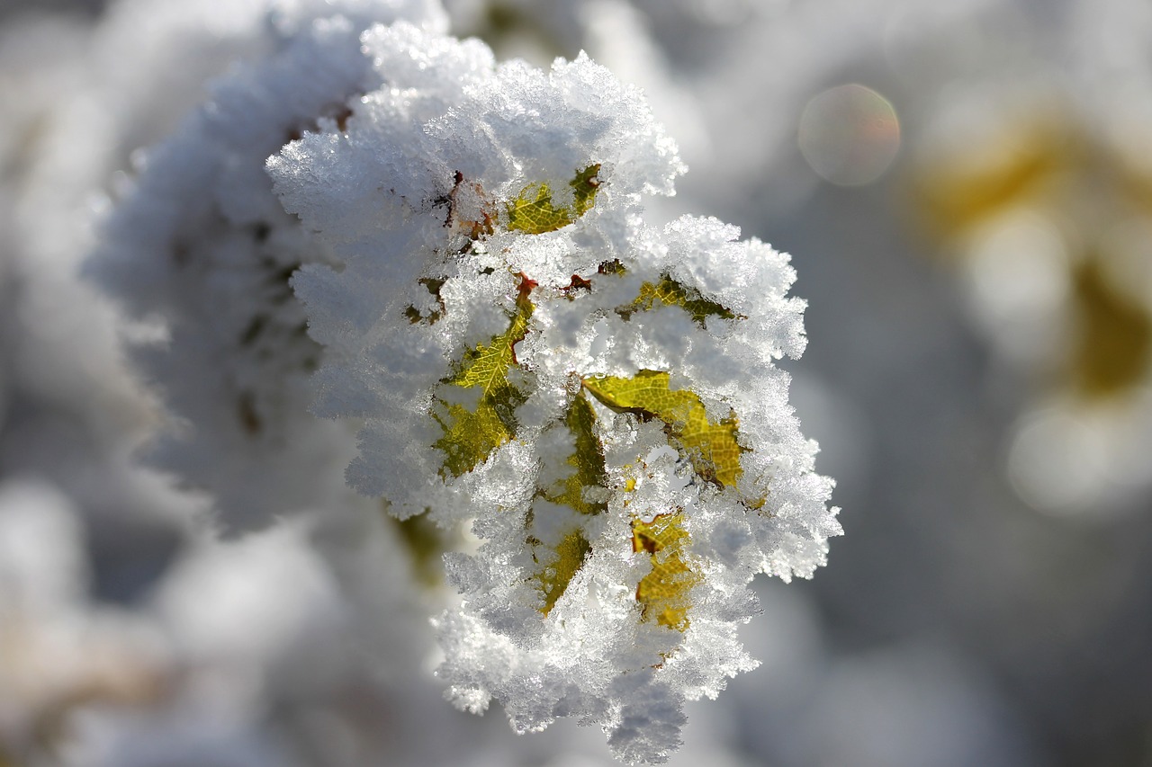 Image - foliage rime winter frozen macro