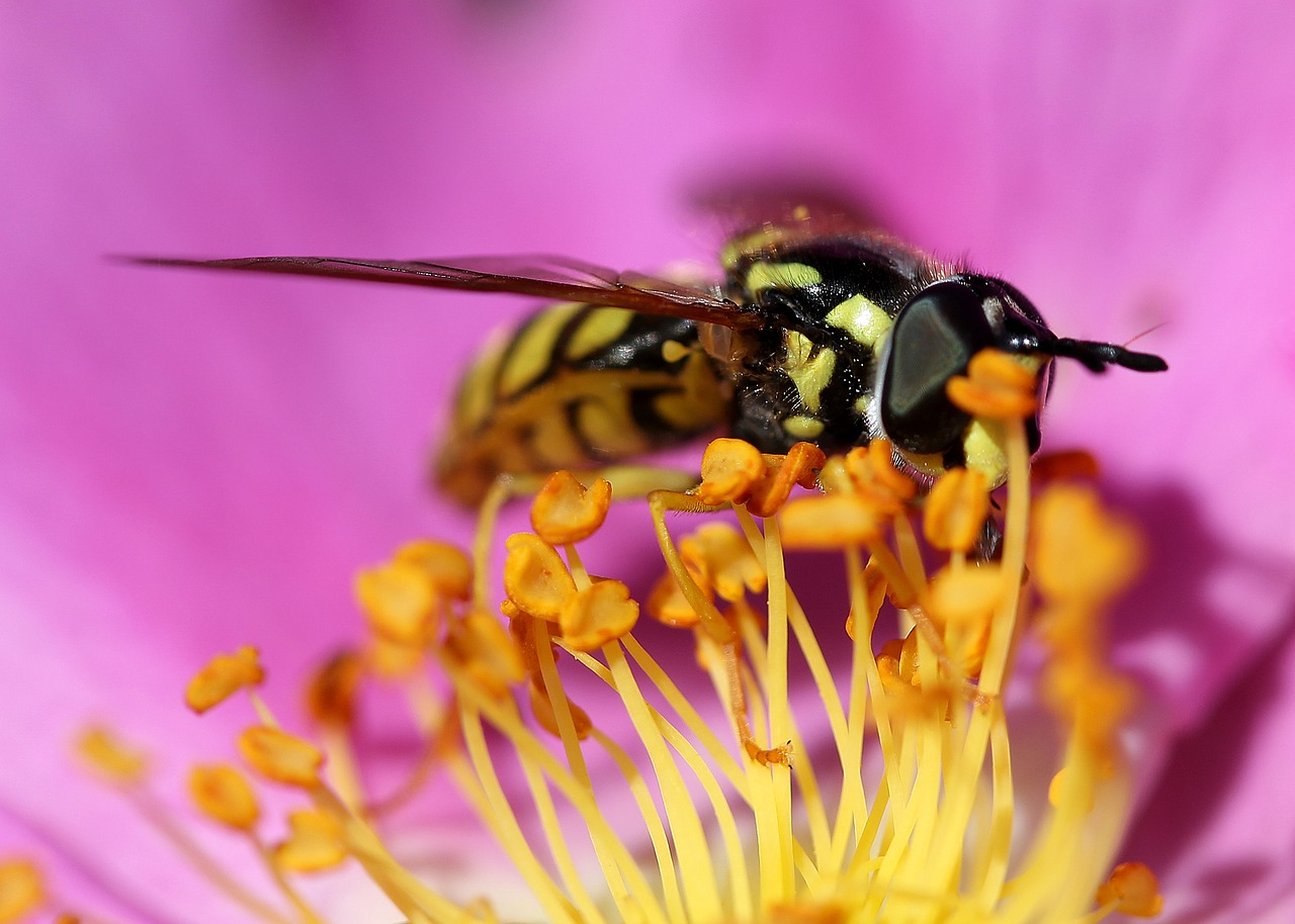 Image - insect flower nature macro wasp