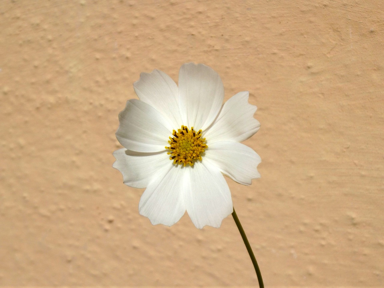 Image - flower cosmos cosmea macro spring