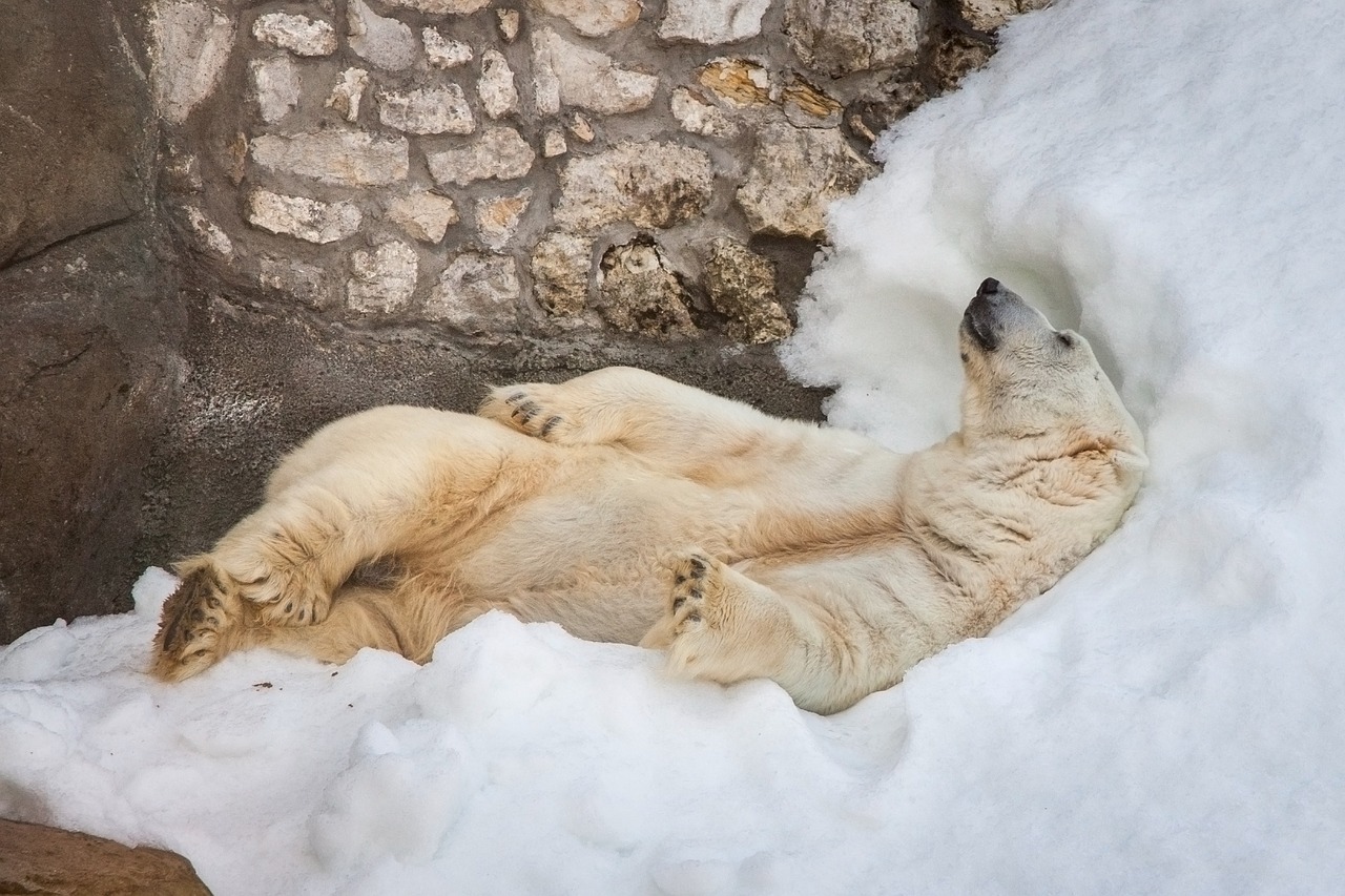 Image - bear white zoo snow bliss