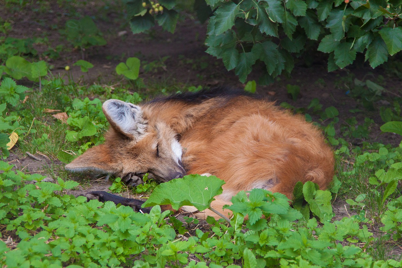 Image - fox sleeps under a bush redhead