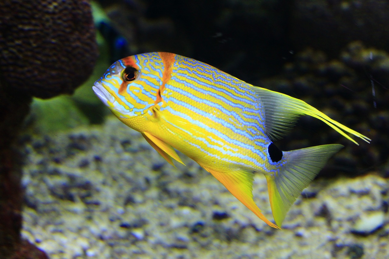 Image - reef sea underwater fish water