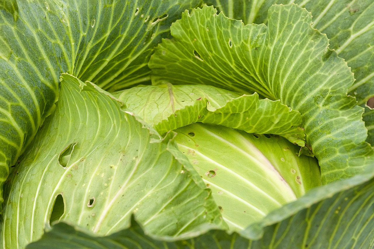 Image - cabbage fresh kochan greens