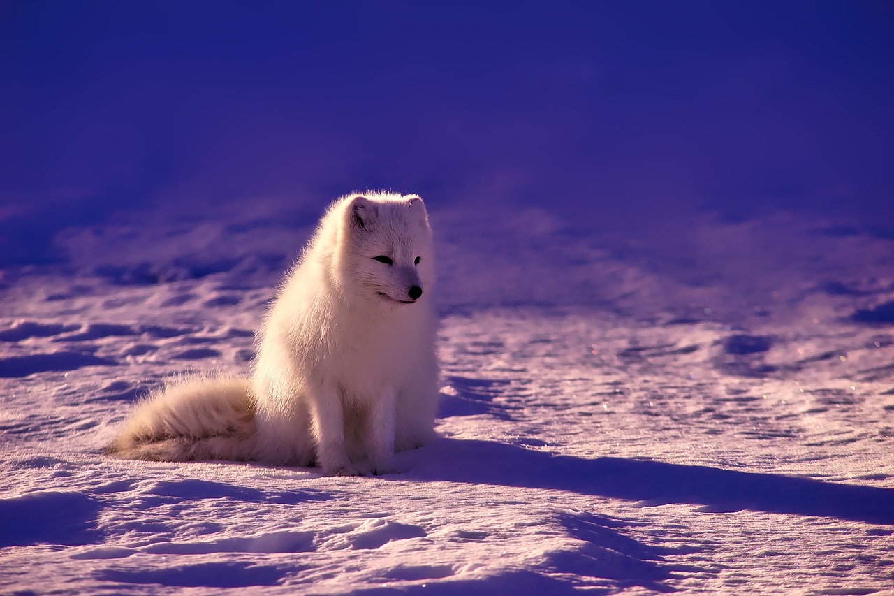 Image - norway fox arctic animal wildlife