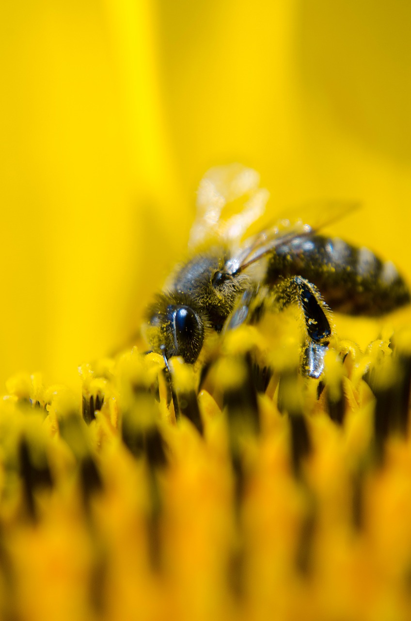 Image - bee working bee nature sunflower