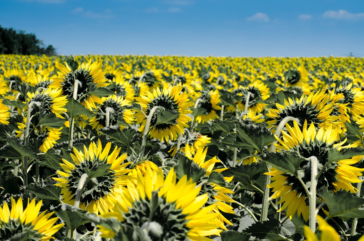 Image - sunflower summer yellow flora