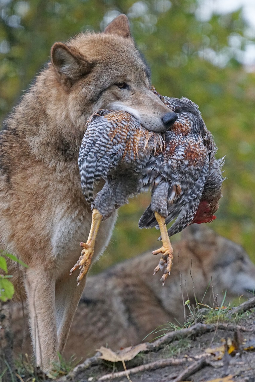 Image - wolf mongolian food prey predator