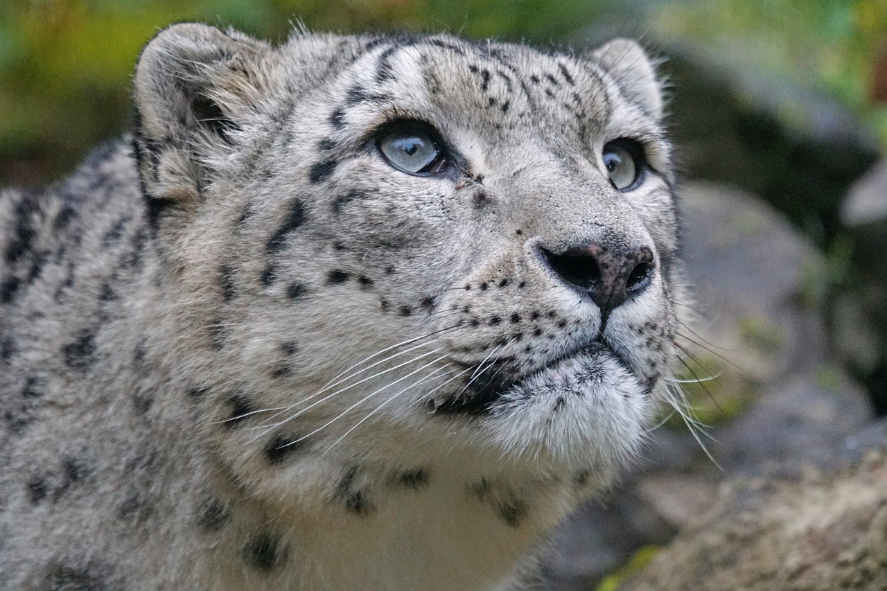 Image - snow leopard irbis predator