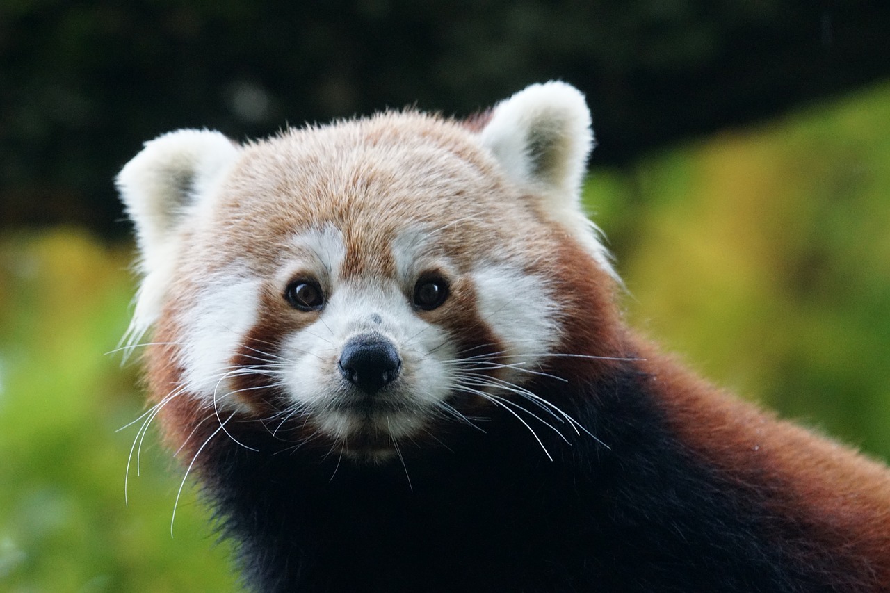 Image - panda red panda ailurus fulgens