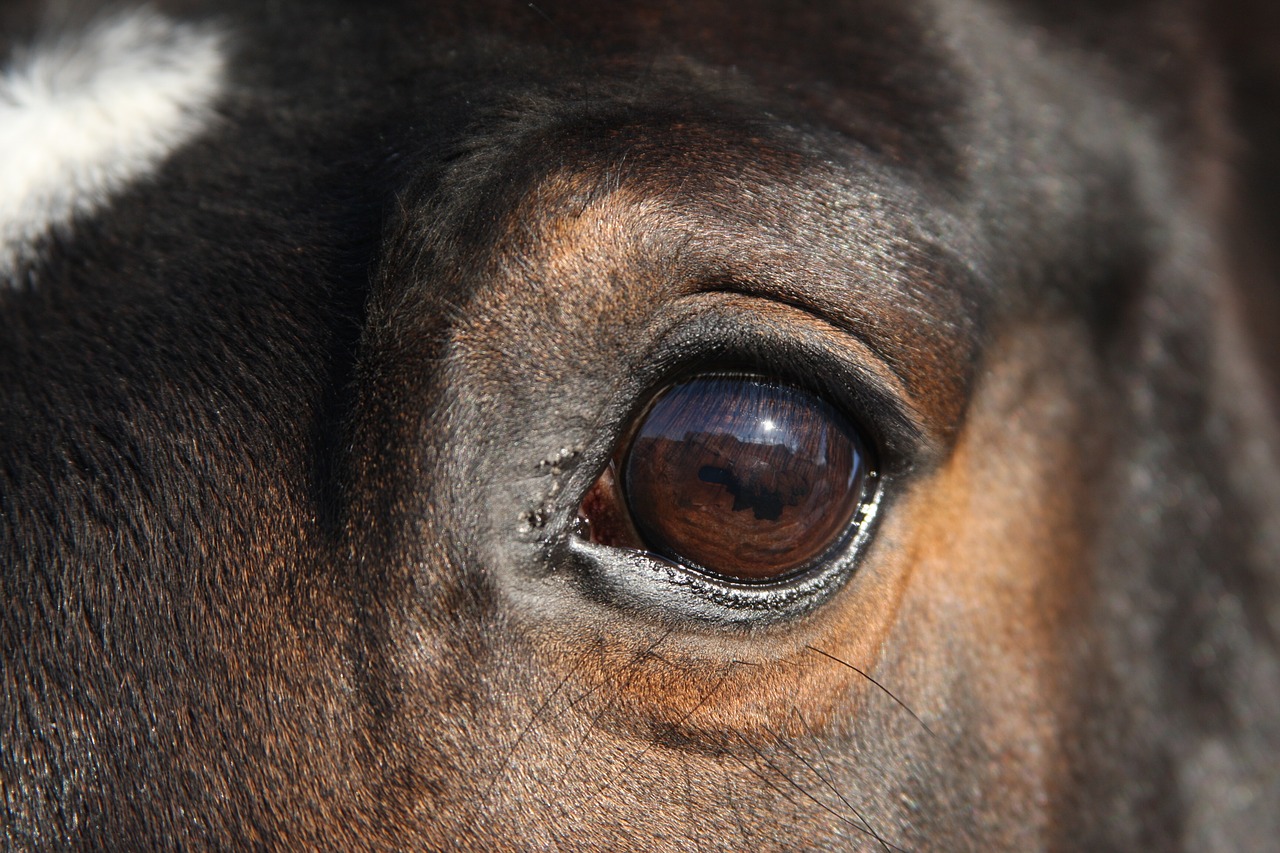 Image - warmblood mare warmblut mare horse