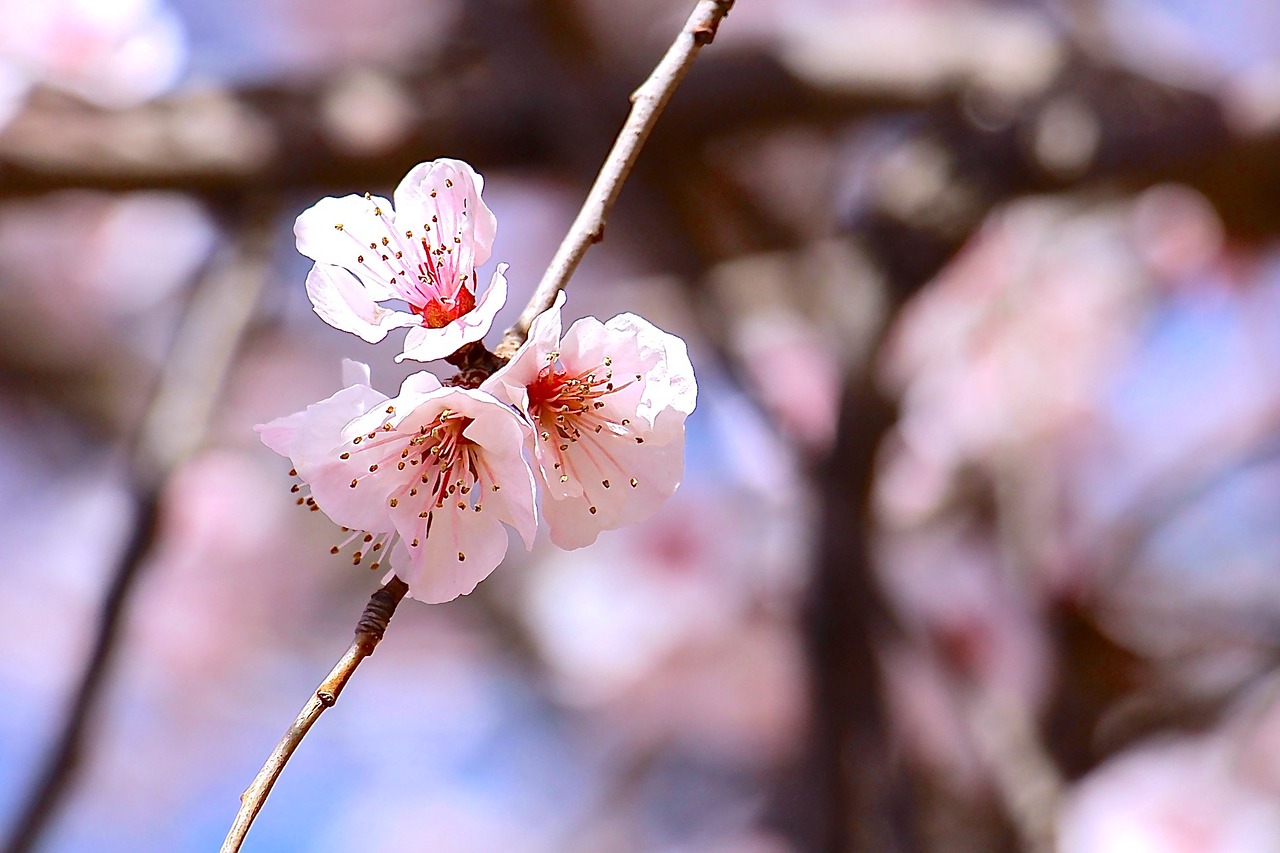 Image - spring sakura blossom flower plant