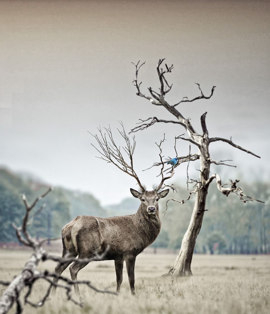 Image - deer nature animal wild red deer