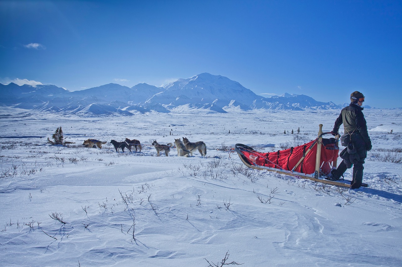 Image - dog sled snow wilderness mountains