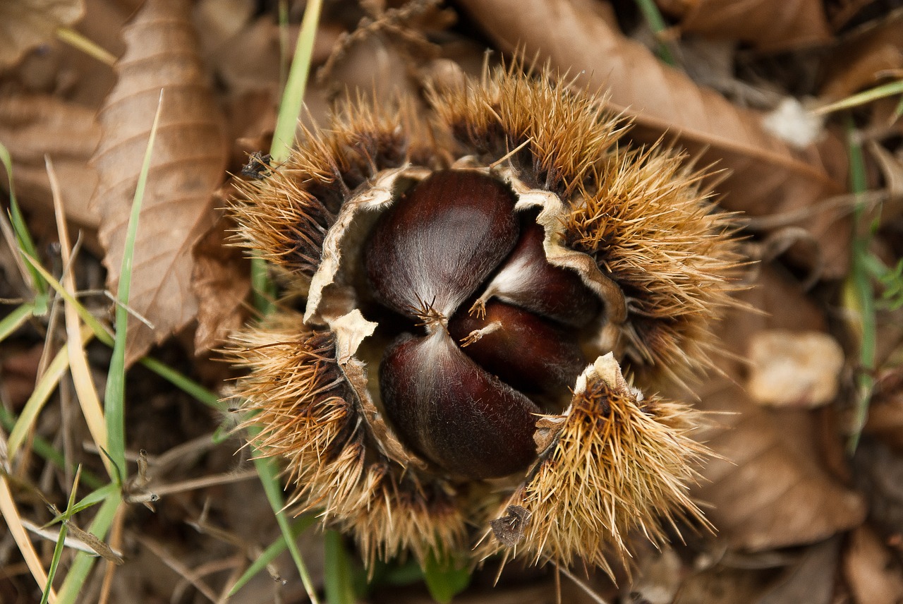 Image - chestnuts chestnut quills forest