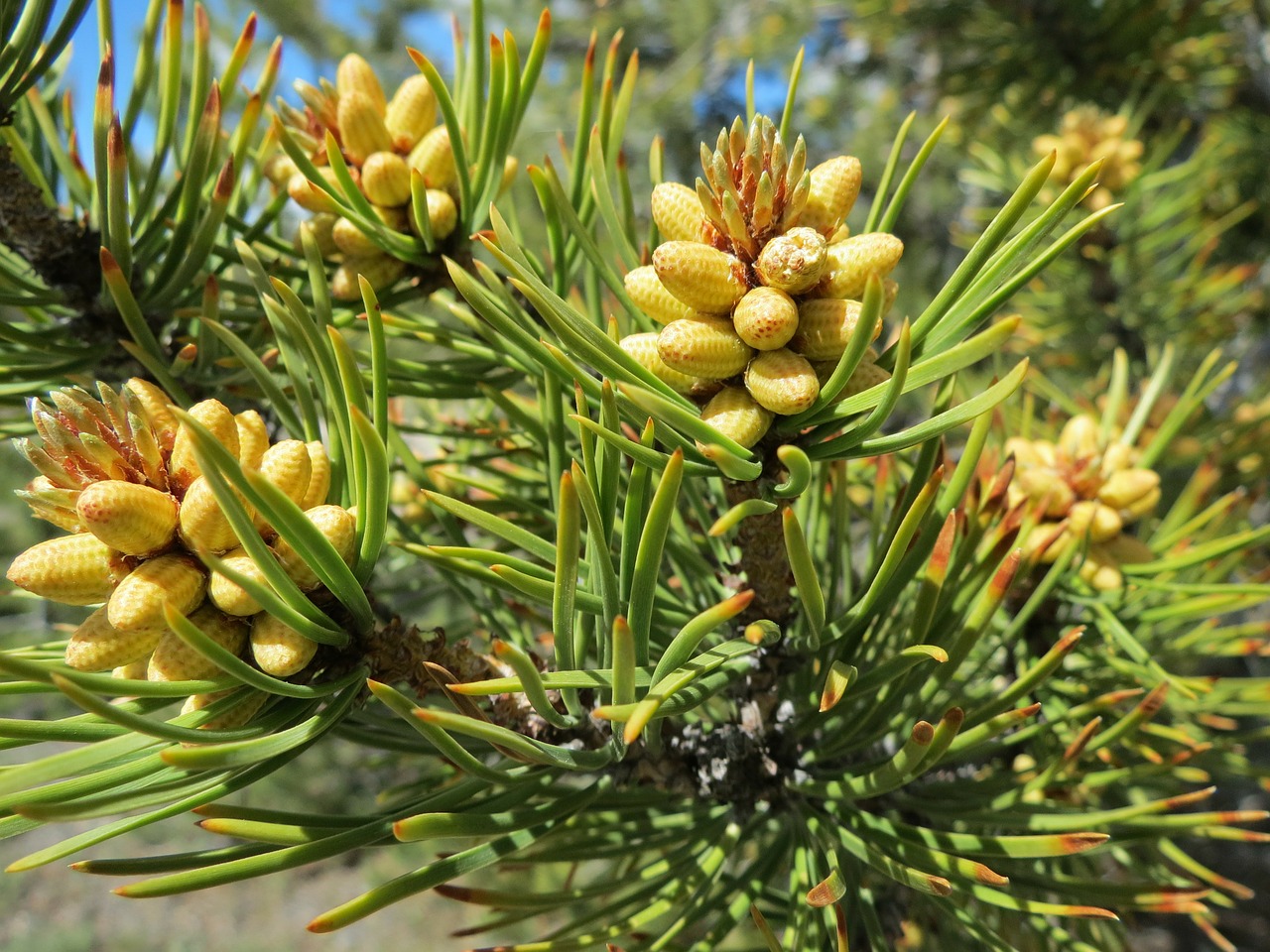 Image - trees pine needles pine cones