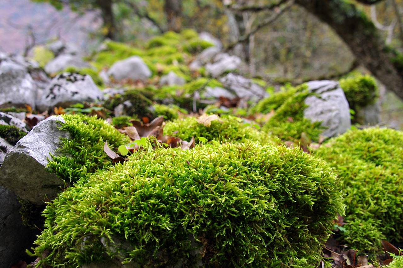 Image - forest underwood moss autumn