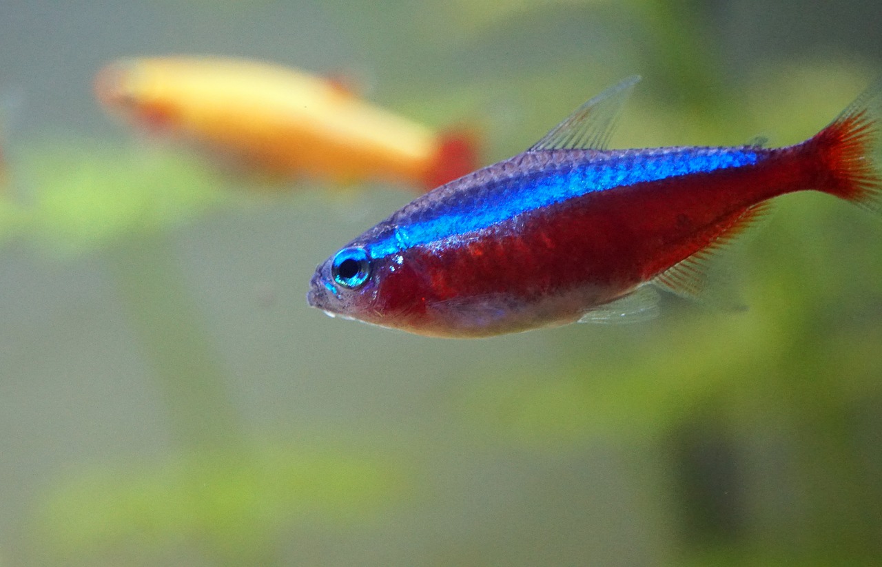 Image - aquarium neon underwater colorful