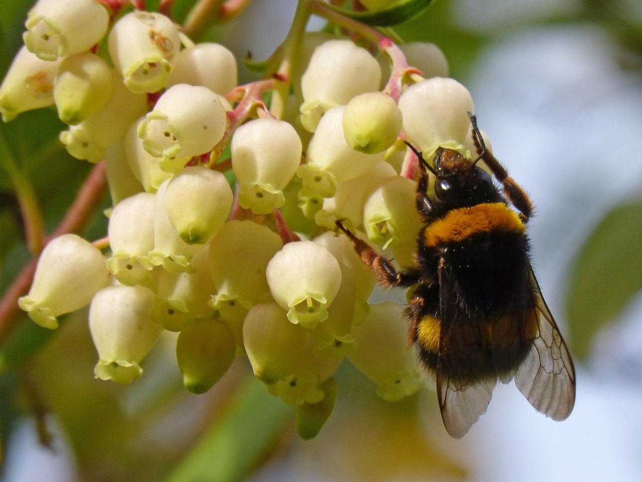 Image - bumblebee libar flower