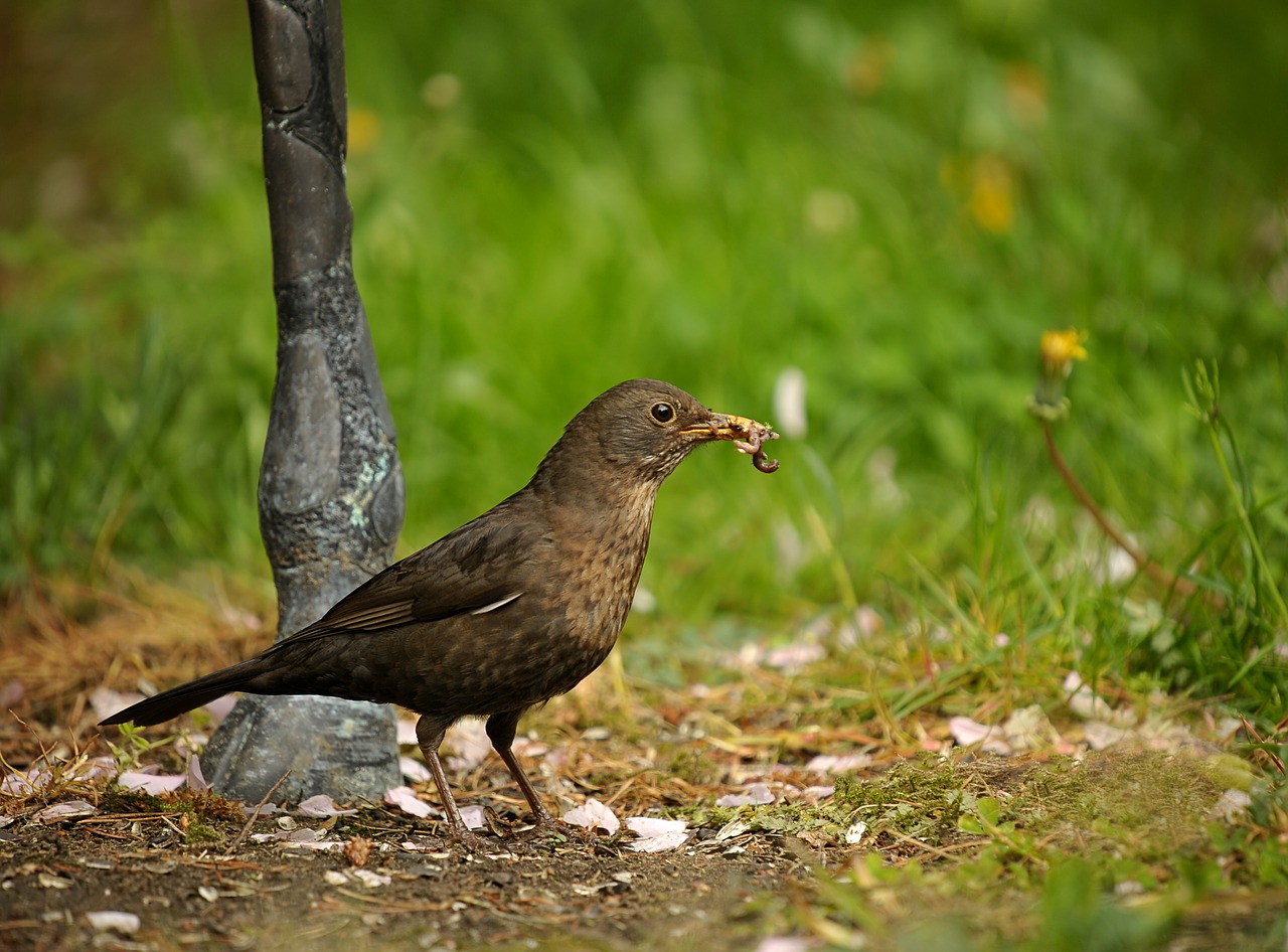 Image - blackbird bird songbird garden