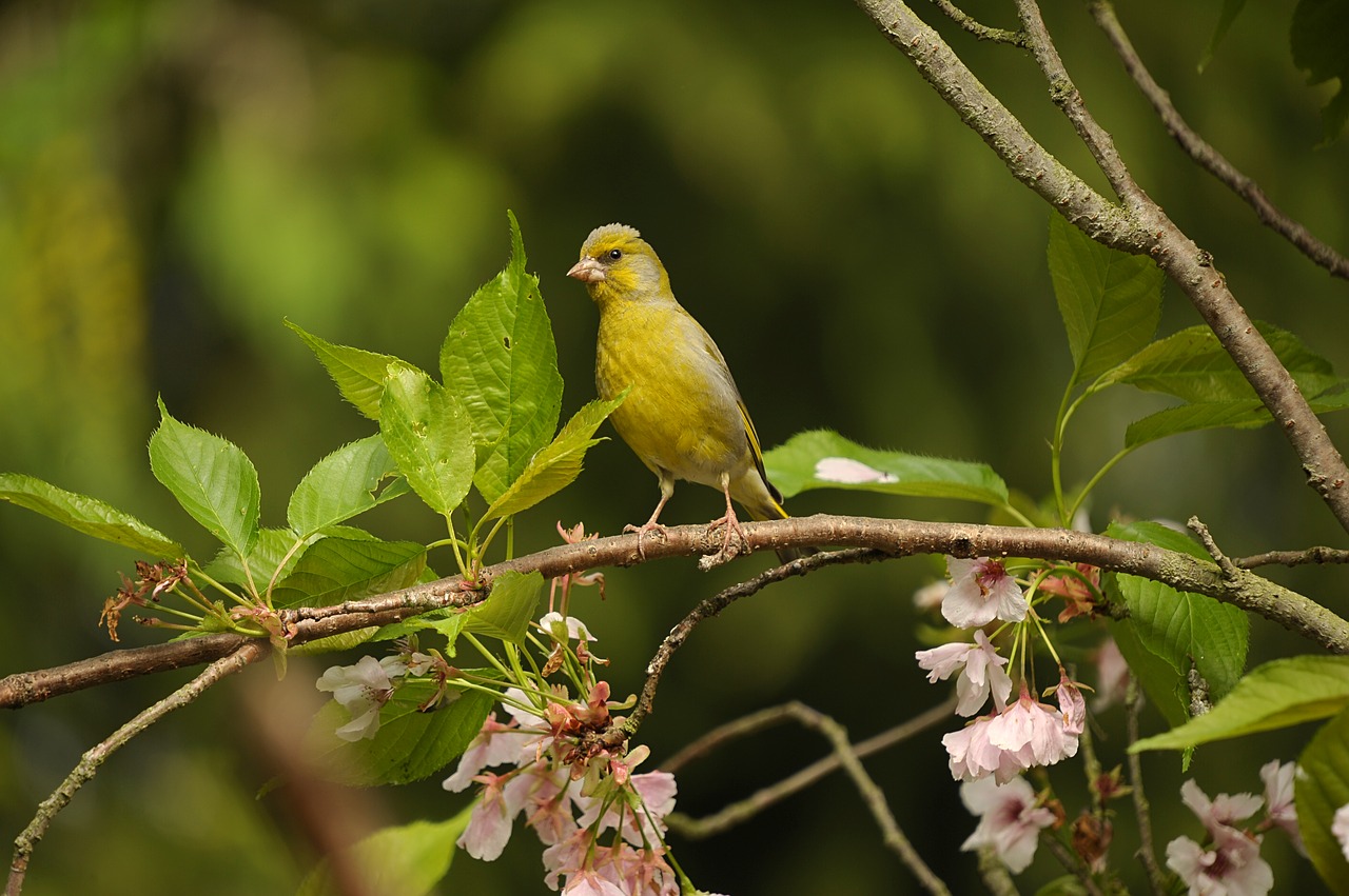 Image - greenfinch fink bird yellow green