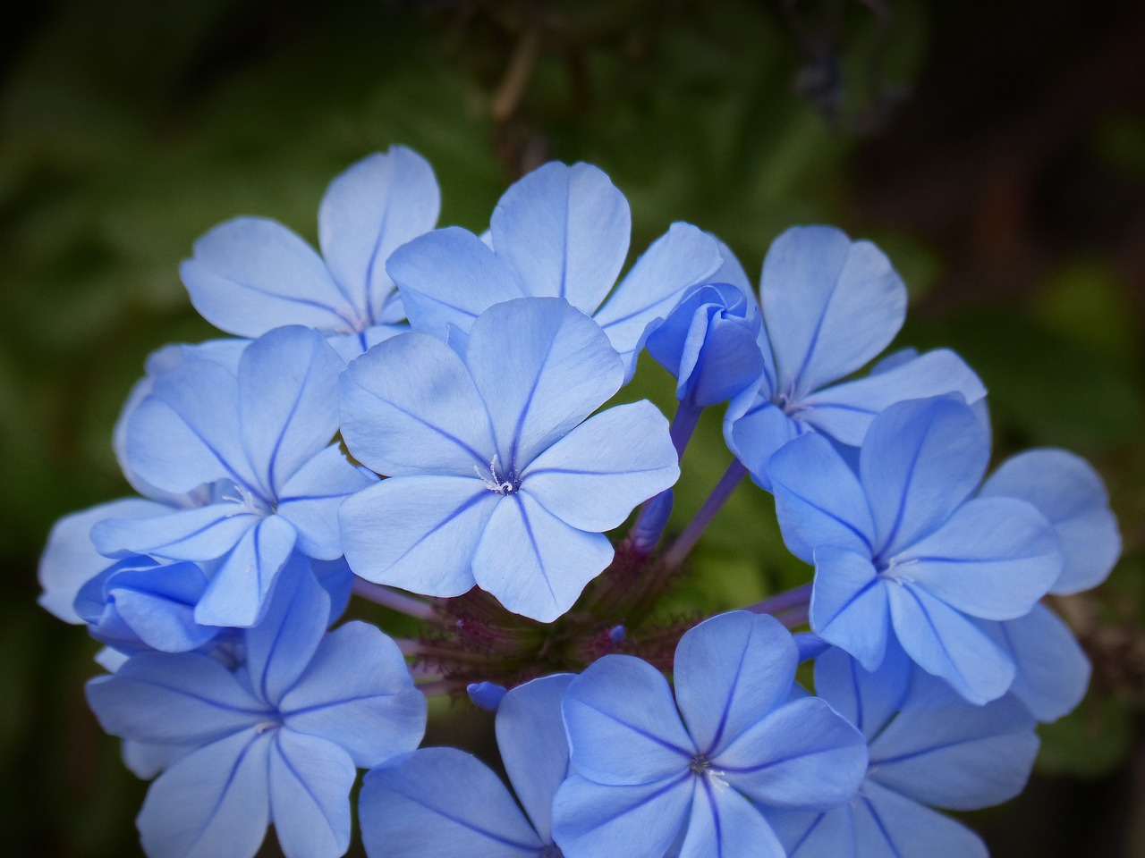 Image - blue flower composite flower beauty