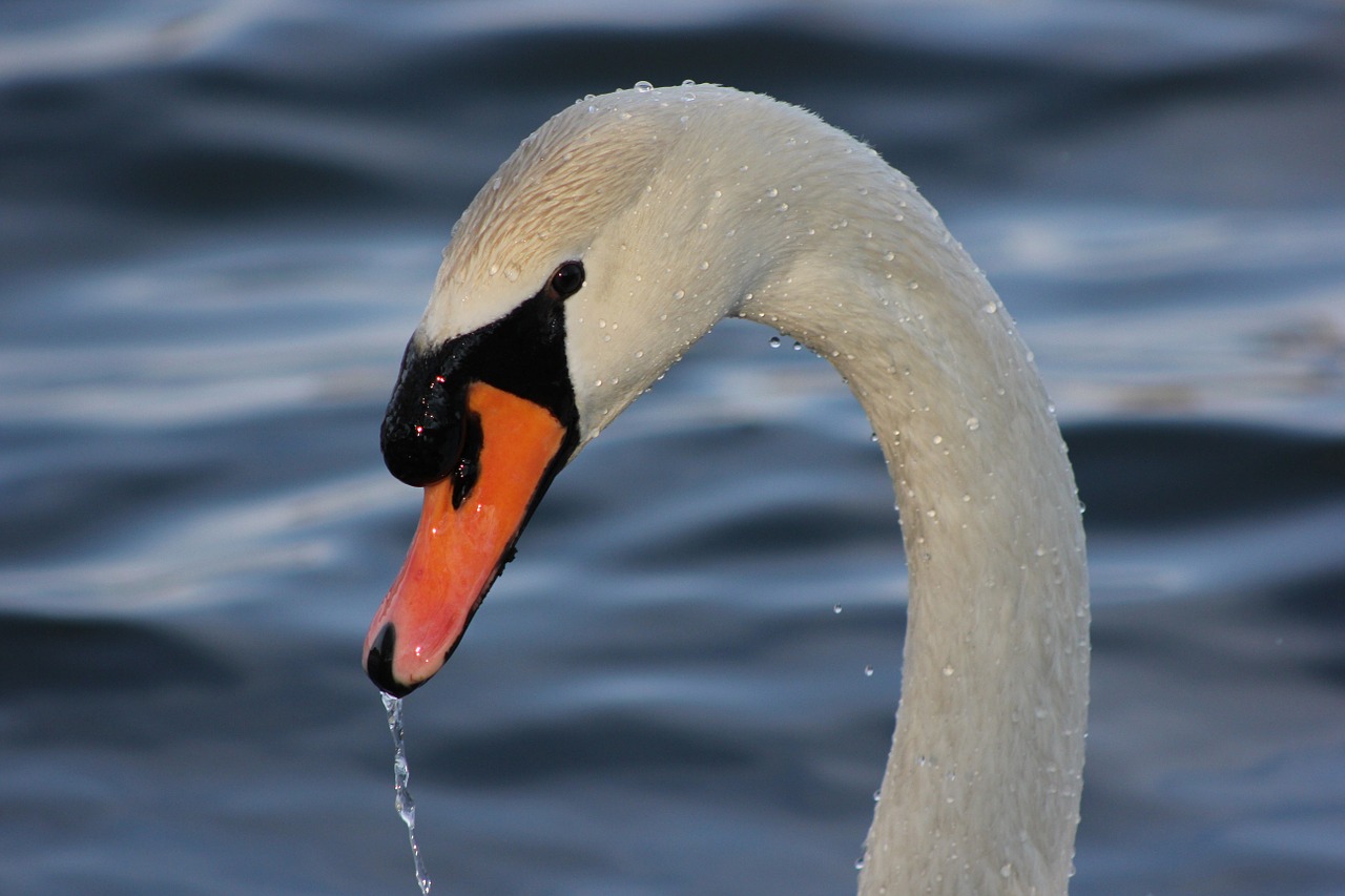 Image - swan animal water bird duck bird