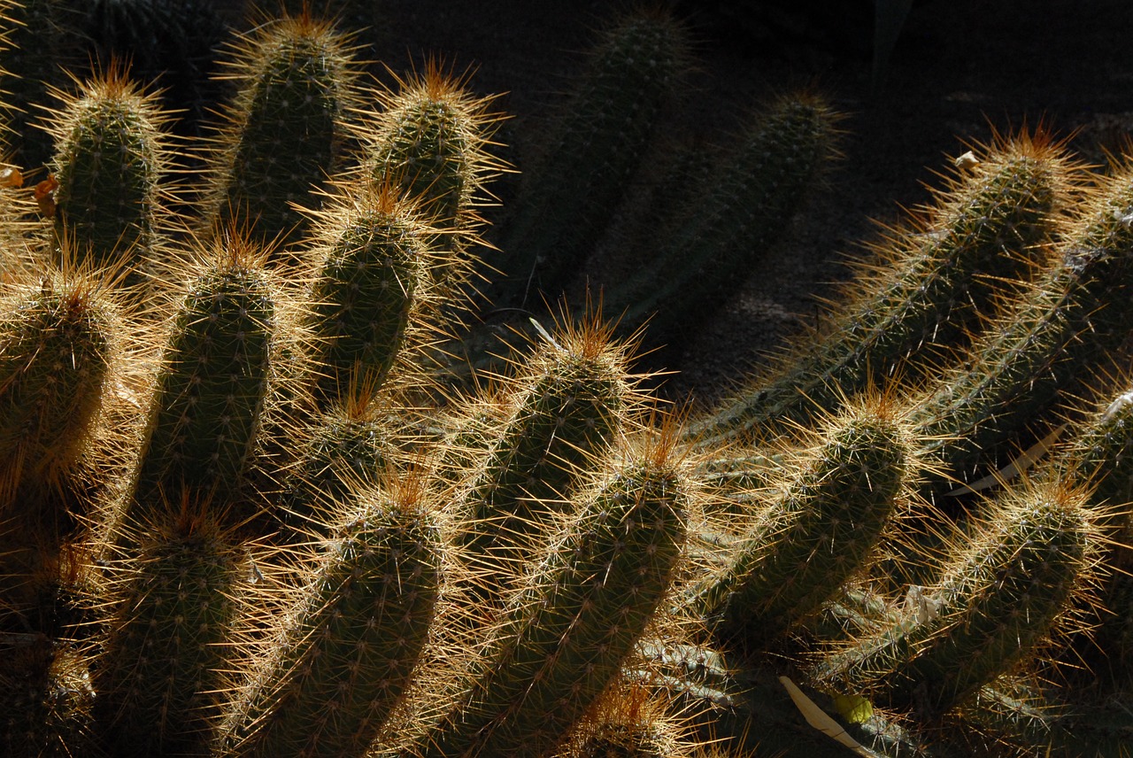 Image - cactus morocco garden light