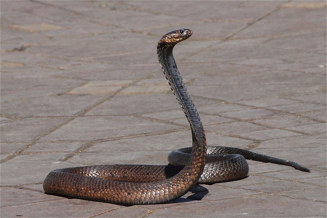 Image - snake morocco snake charmer place