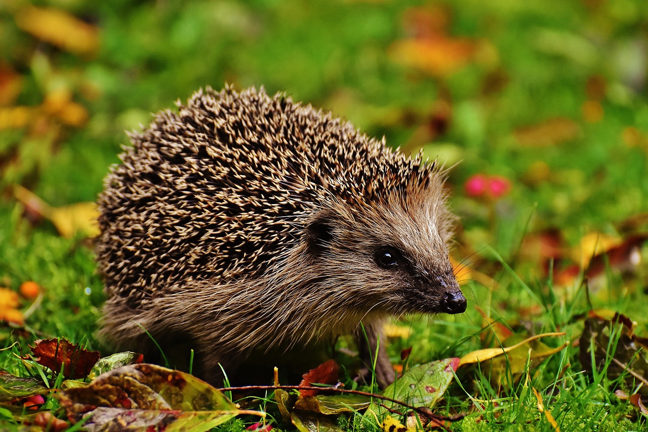 Image - hedgehog child young hedgehog