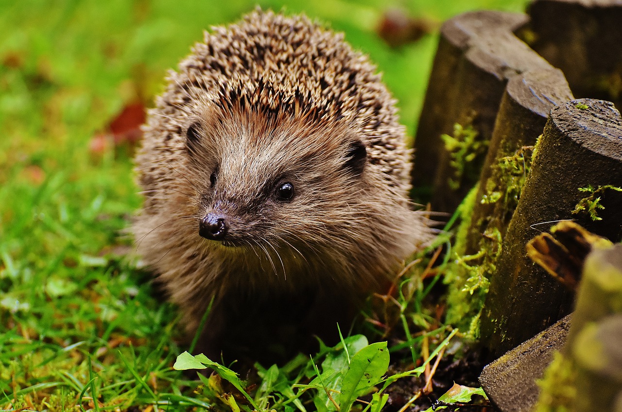 Image - hedgehog child young hedgehog