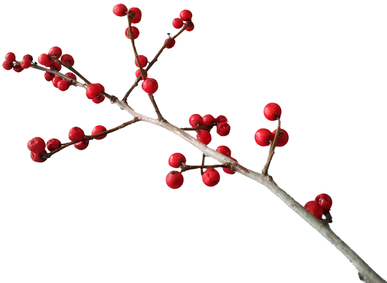 Image - christmas deco berry red branch