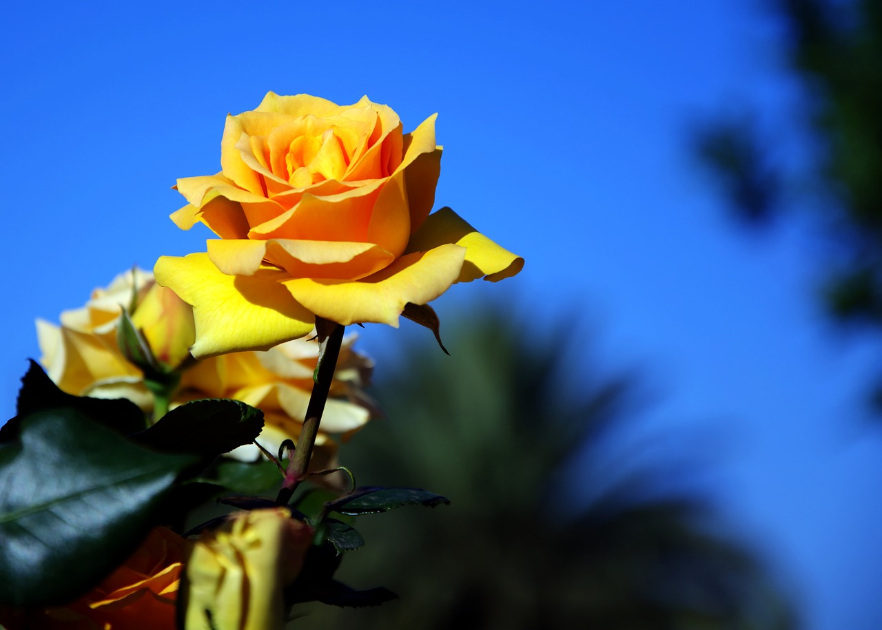 Image - yellow rose fragrant blooming