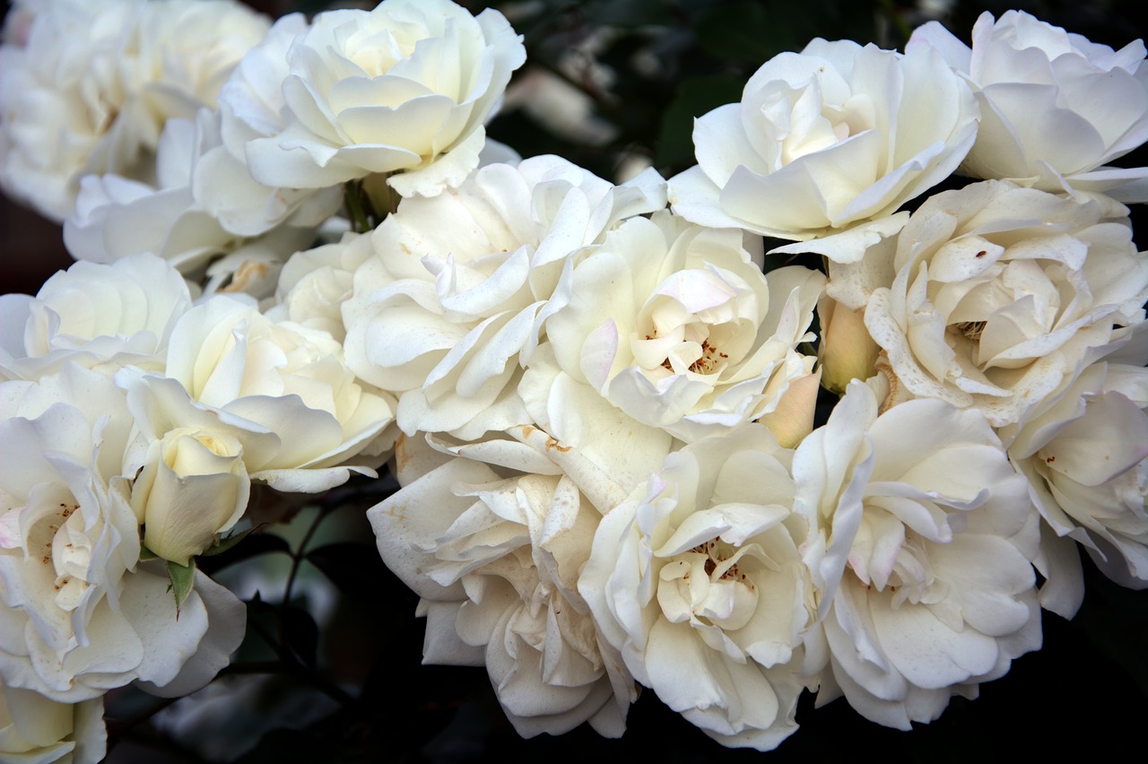 Image - iceberg roses fragrant spring