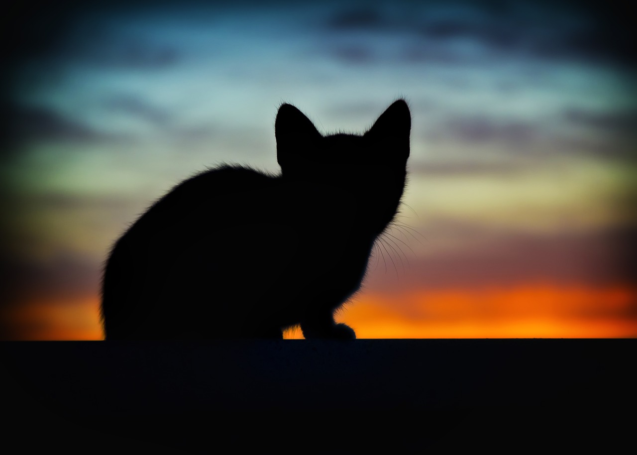 Image - cat animals backlight pet cats