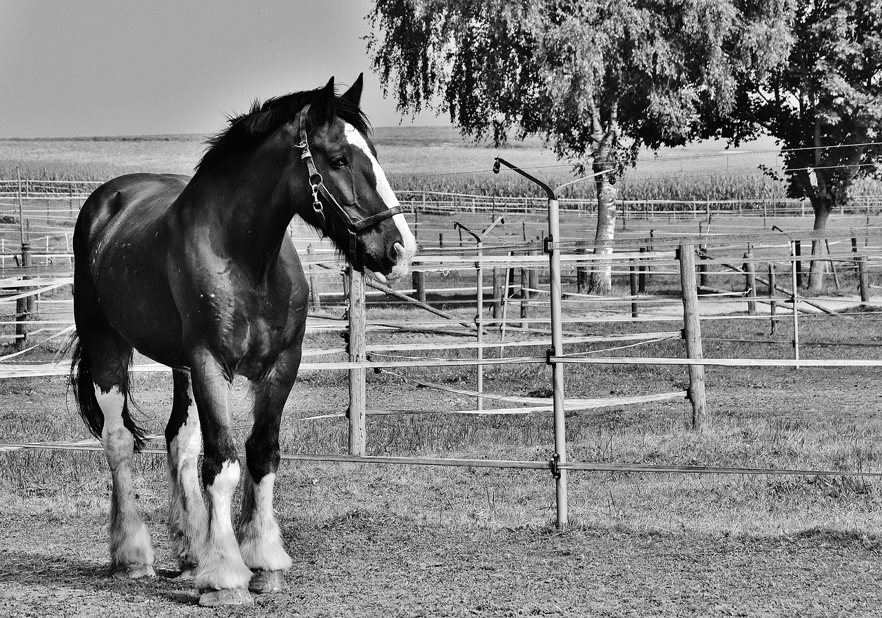 Image - shire horse horse big horse ride