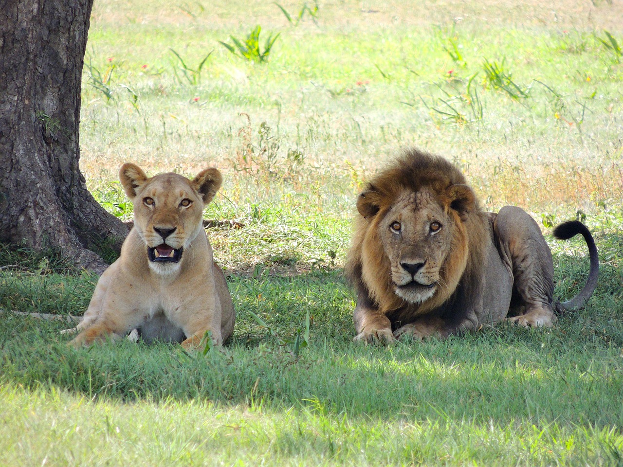 Image - lions animal male female lions