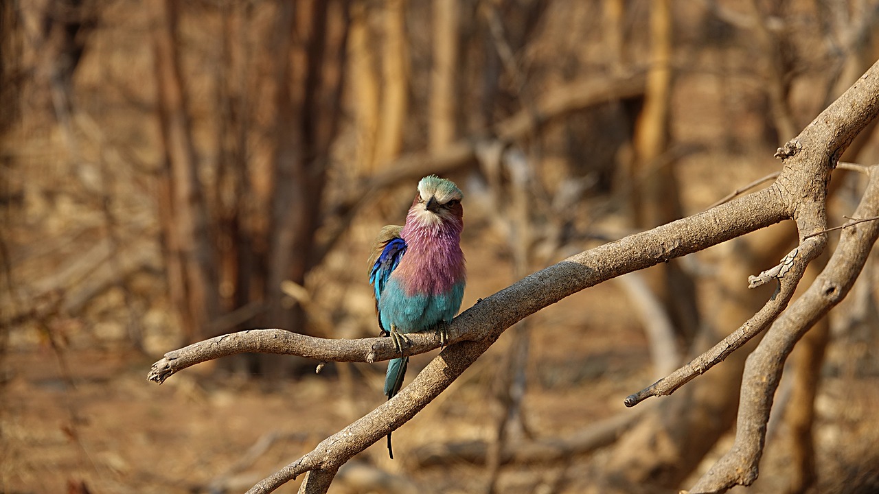 Image - forked roller bird africa botswana