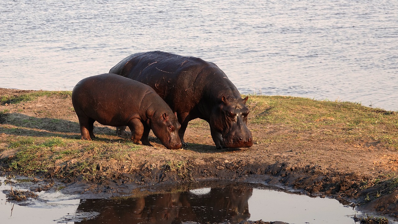 Image - africa hippos safari hippo