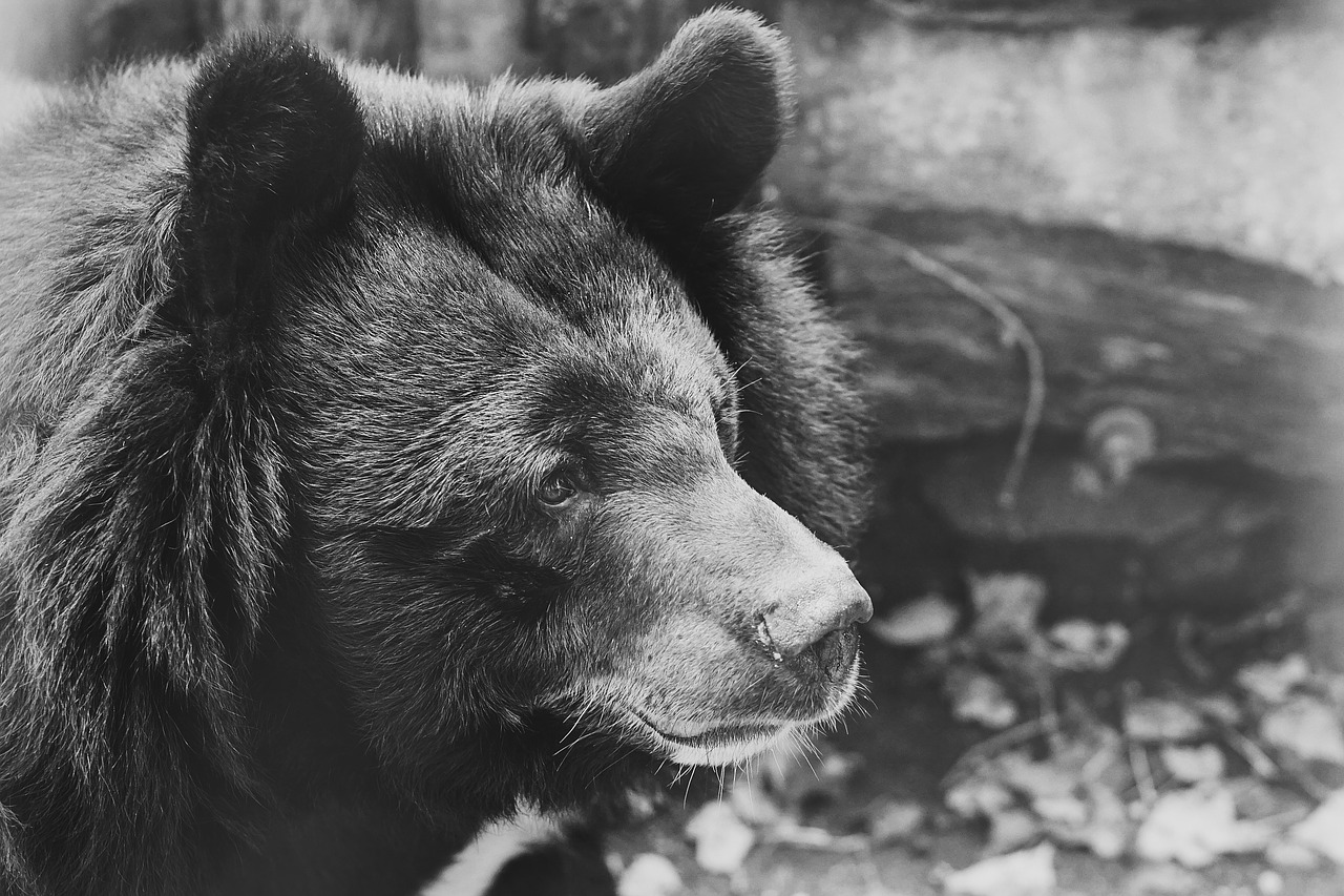 Image - bear black captivity sad