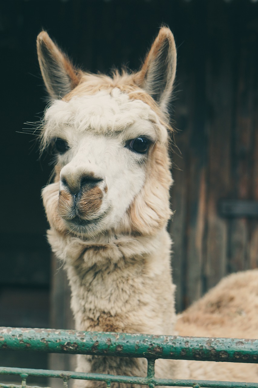 Image - lama alpaca captivity