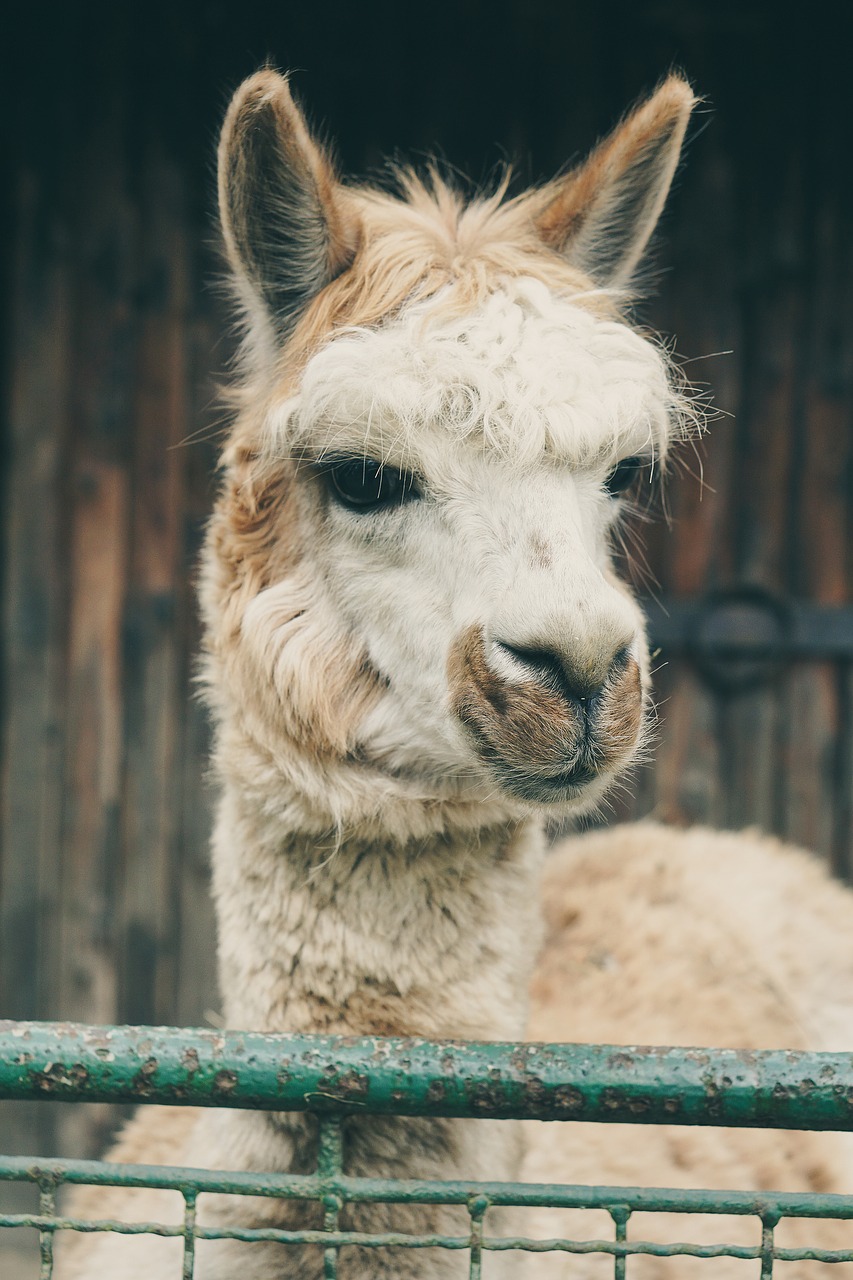 Image - lama alpaca captivity