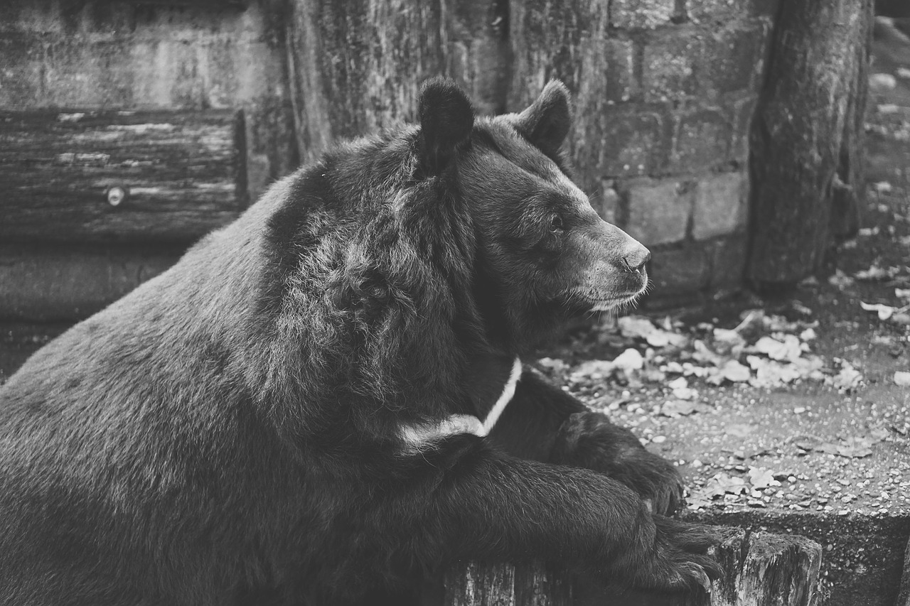 Image - bear captivity black and white