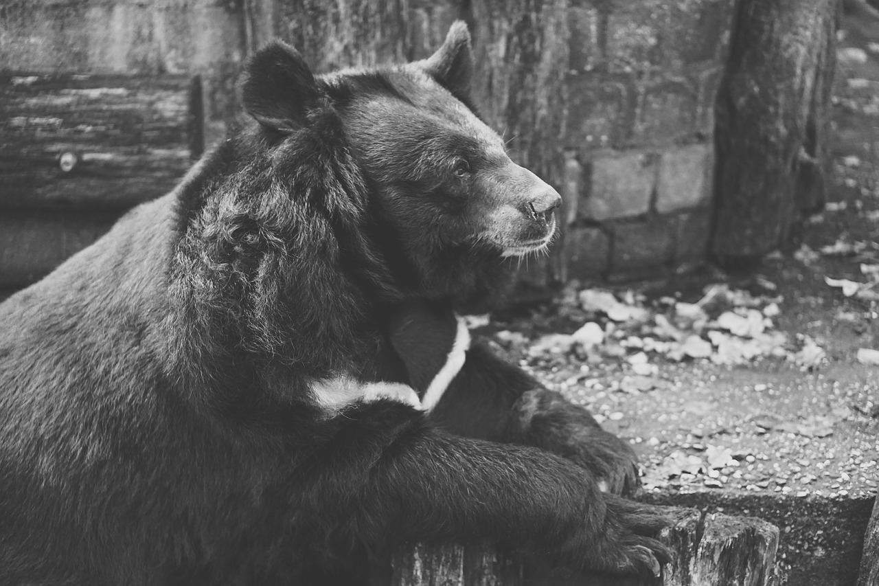 Image - bear captivity black and white