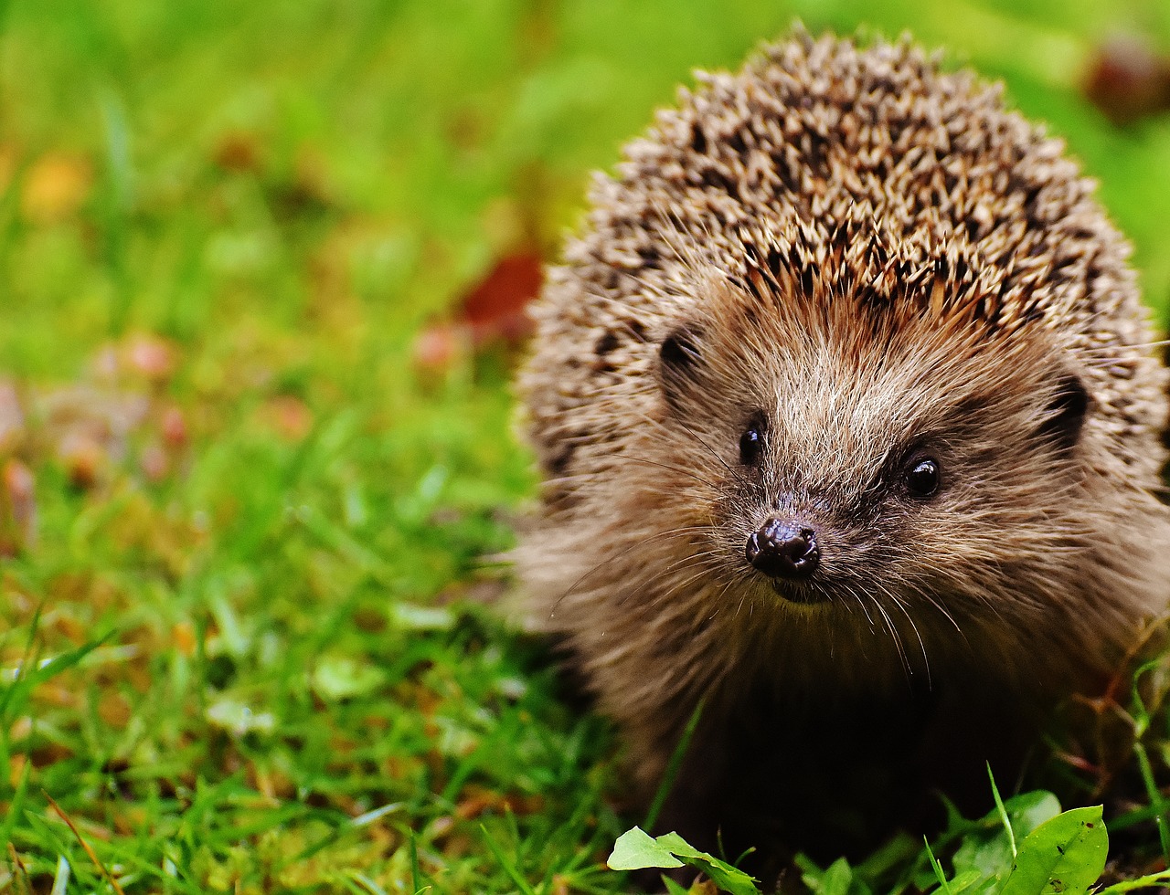 Image - hedgehog child young hedgehog