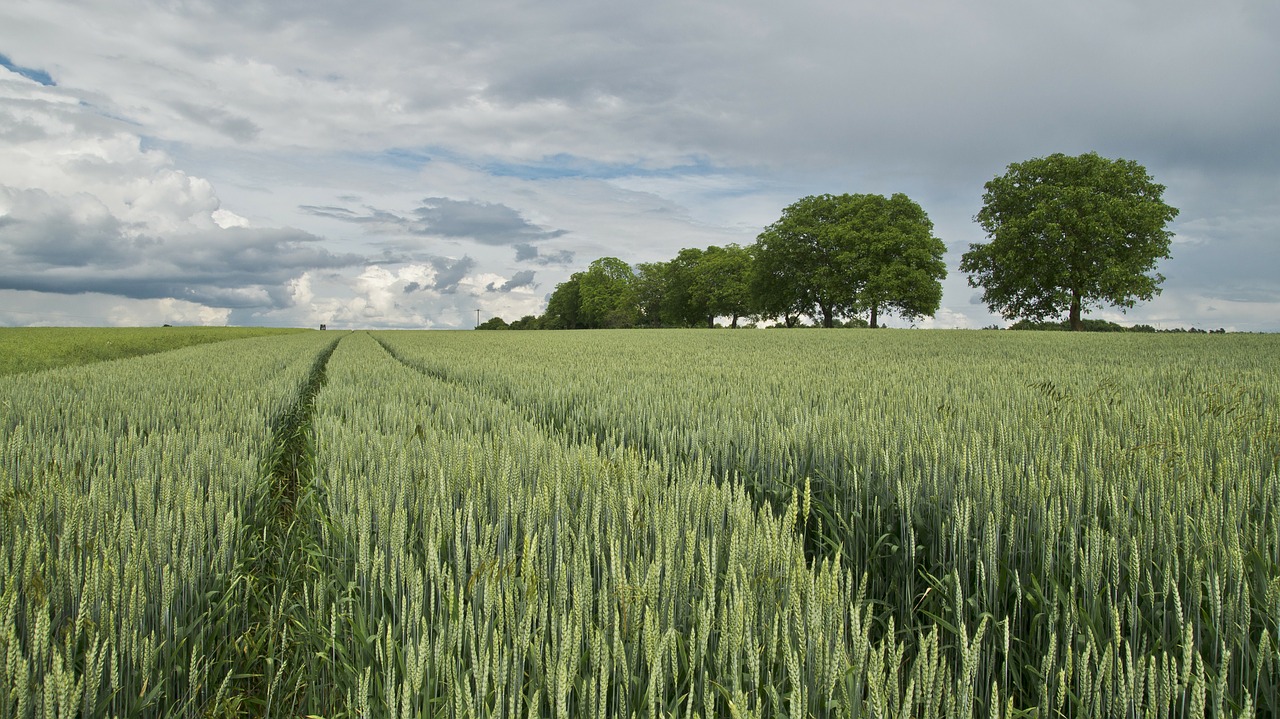 Image - wheat wheat field cereals