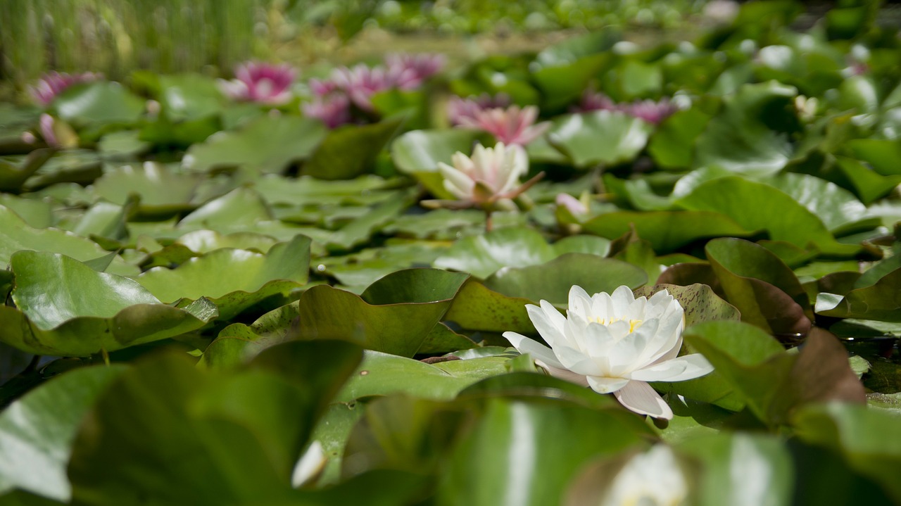 Image - water lily flower aquatic plant